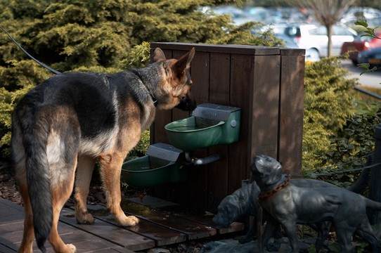 Hund Wilkommen